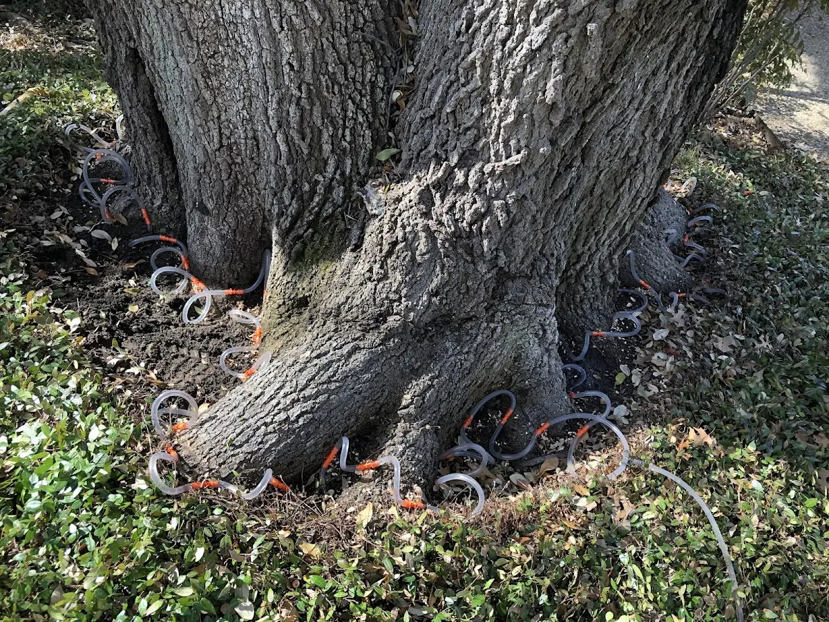 Detailed Tree Cabling and Bracing job site in Glenn Dale