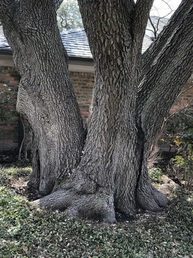 Mature heritage tree close to a Glenn Dale property cared for by certified arborists